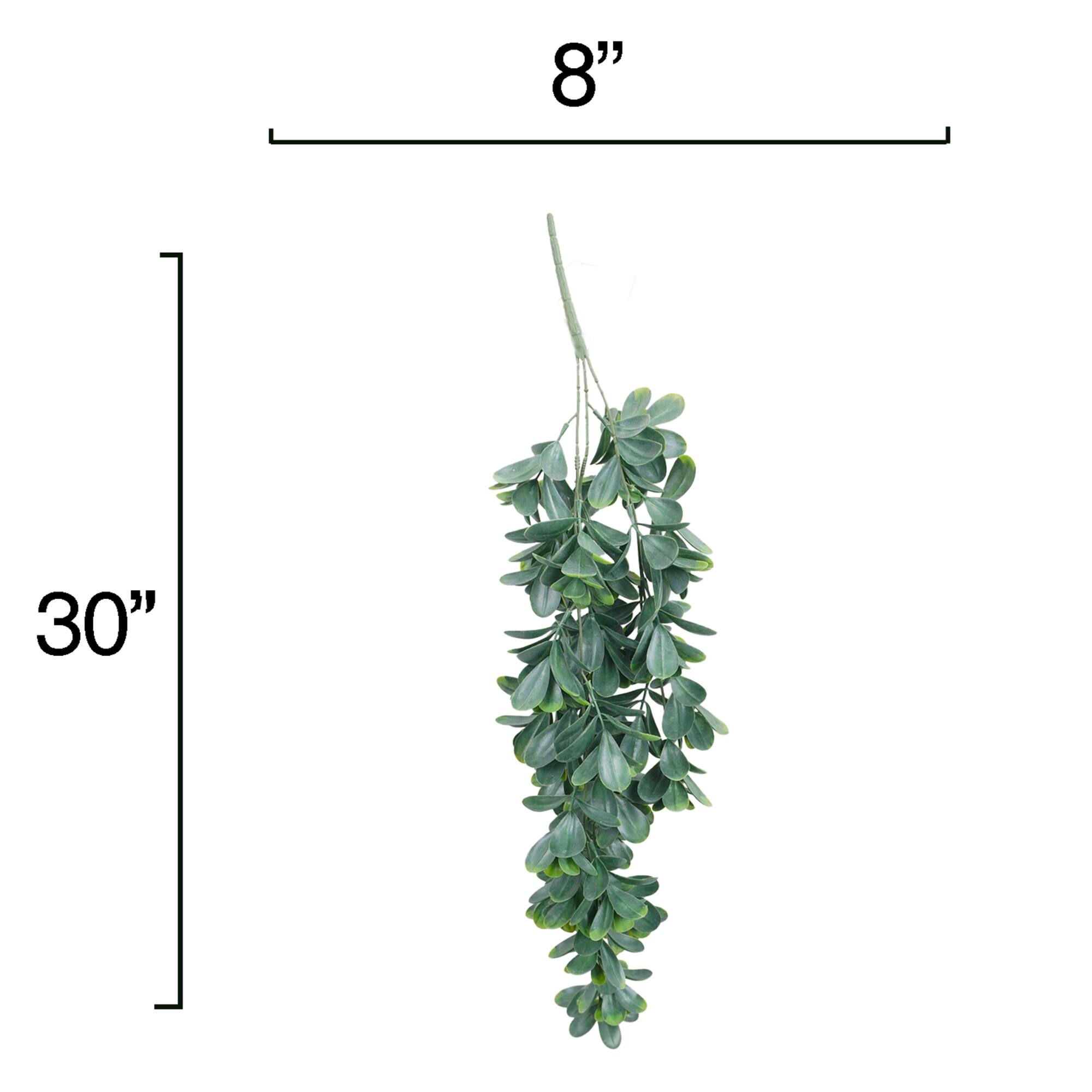 30" Trailing Jade Bush by Ashland®
